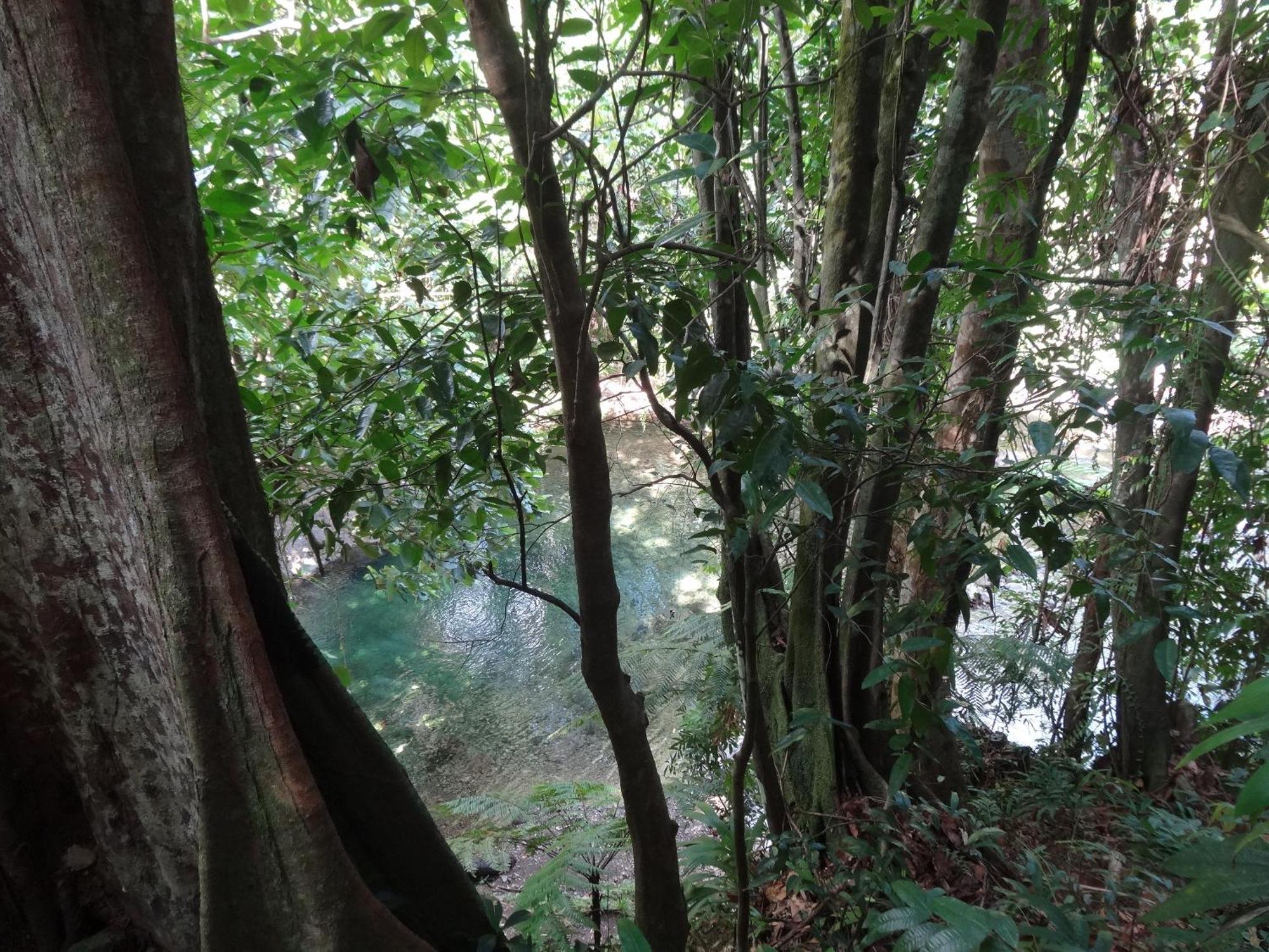 3 Rivers Eco Lodge Rosalie Экстерьер фото